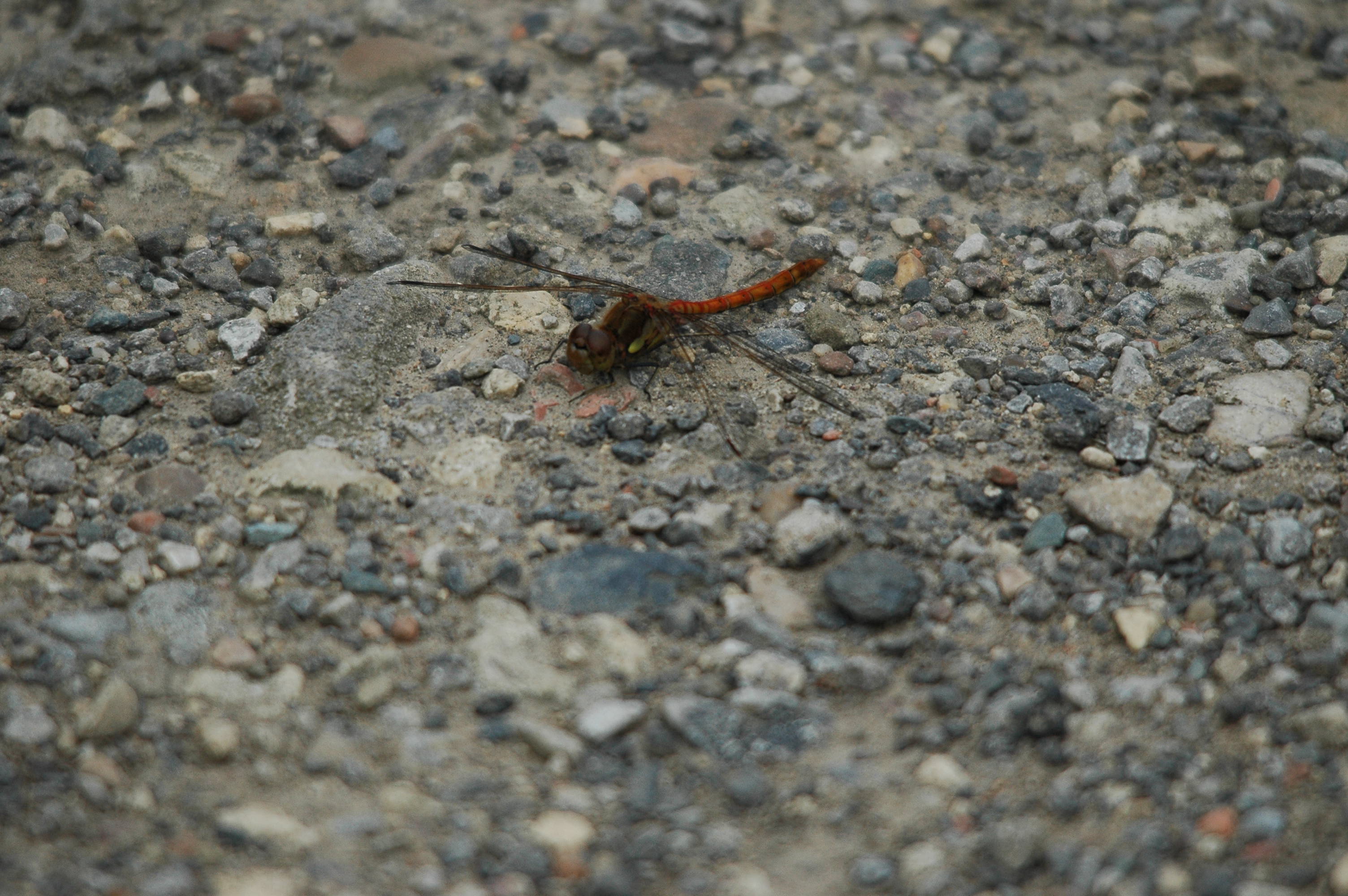photos/wildlife/Invertebrate_Species/Dragonflies/Common Darter/dsc_2810.jpg